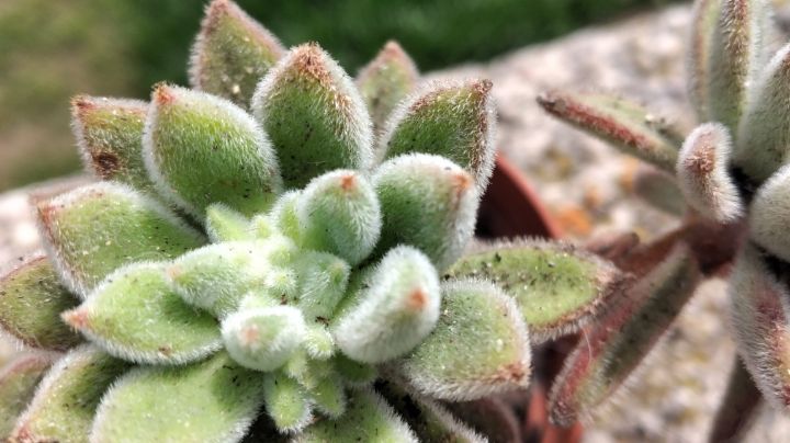 Echeveria setosa: características y cuidados de esta hermosa suculenta peluda