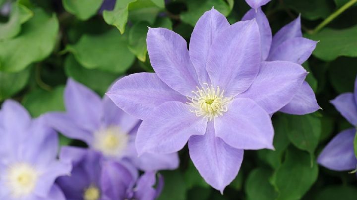 Clematis, cuidados de la planta trepadora con flores en forma de estrella