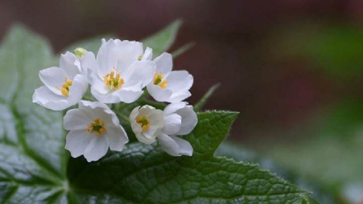 Diphylleia grayi, la planta cuya flor se transparenta al entrar en contacto con el agua