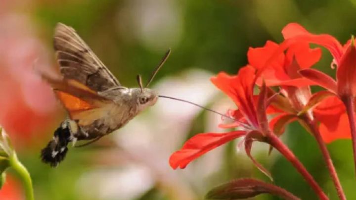 Macroglossum stellatarum, la polilla que puedes confundir fácilmente con un colibrí