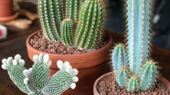 Si quieres decorar tu hogar con plantas estos cactus sin espinas son la mejor opción