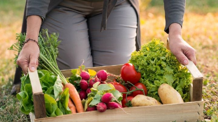 6 verduras y hortalizas que puedes sembrar todo el año y con poco espacio