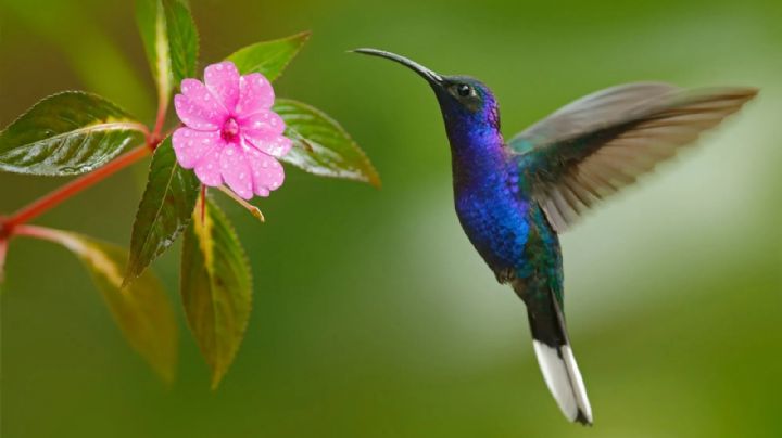 Que significa soñar con colibríes y que representa cada color