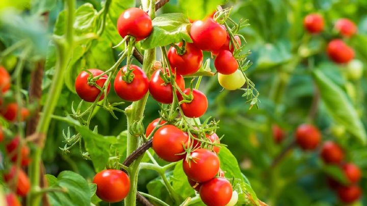 Prepara este fertilizante casero y tu planta de tomates se llenará de frutos