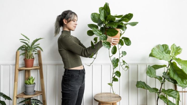 5 ideas creativas para decorar el hogar con plantas colgantes
