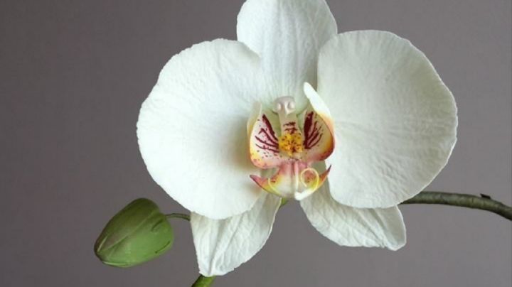 Orquídeas, 5 variedades asombrosas con flores únicas e increíbles