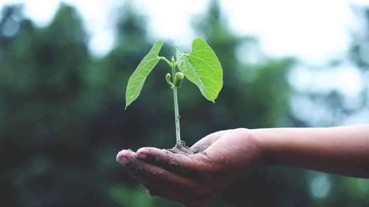 Un nuevo estudio revela que las plantas sienten el contacto de las personas