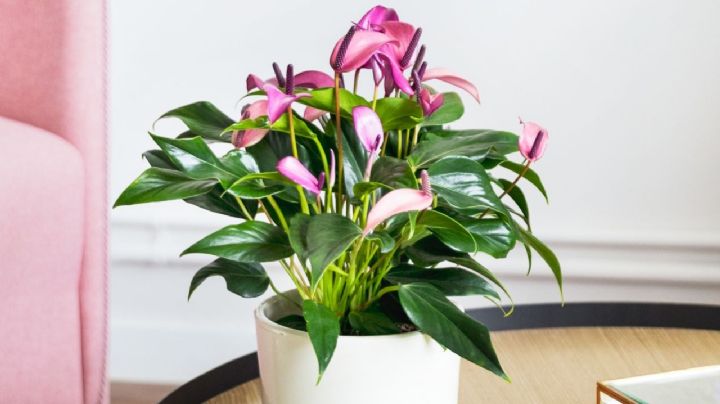 Lilac Anthurium Andreanum: cuidados de la planta de interior más deseada por su belleza y delicadeza