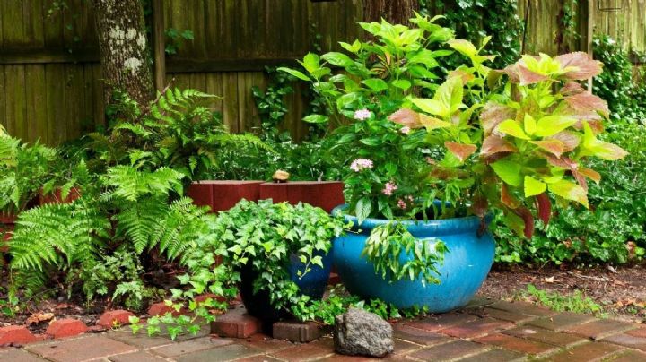 3 usos de la polenta en el jardín que te ayudarán a potenciar tus plantas