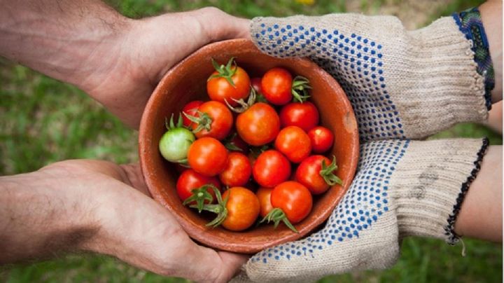 Huerta urbana: potencia tu planta de tomates con este simple secreto