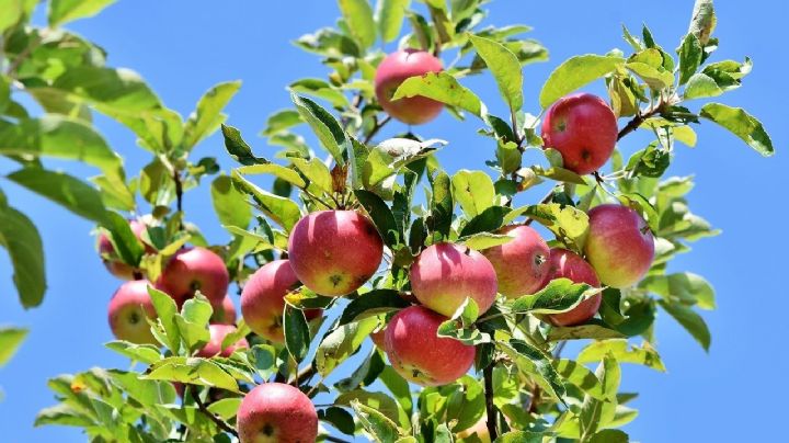 Cultiva un precioso manzano, con media manzana y este truco de jardinería