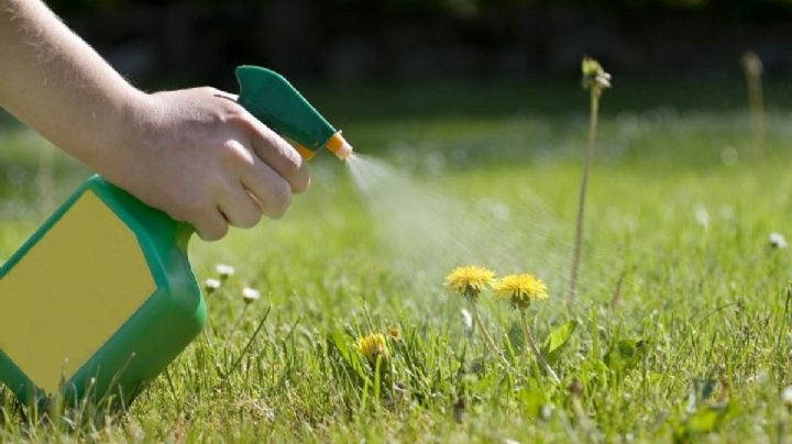 4 usos del vinagre en el jardín que mejoran la salud de tus plantas