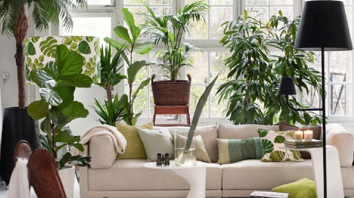 7 plantas ornamentales que requieren poco mantenimiento y embellecerán tu hogar