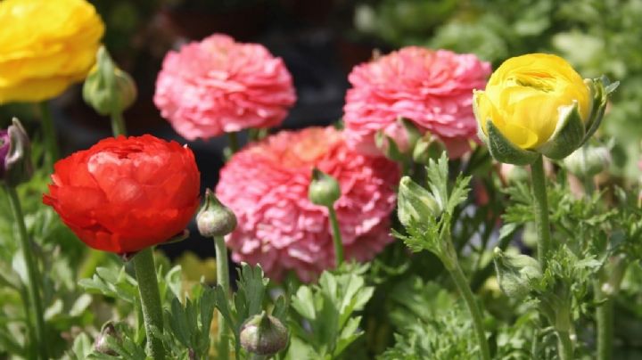 Ranúnculos: guía de cuidados de la planta bulbosa de coloridas flores