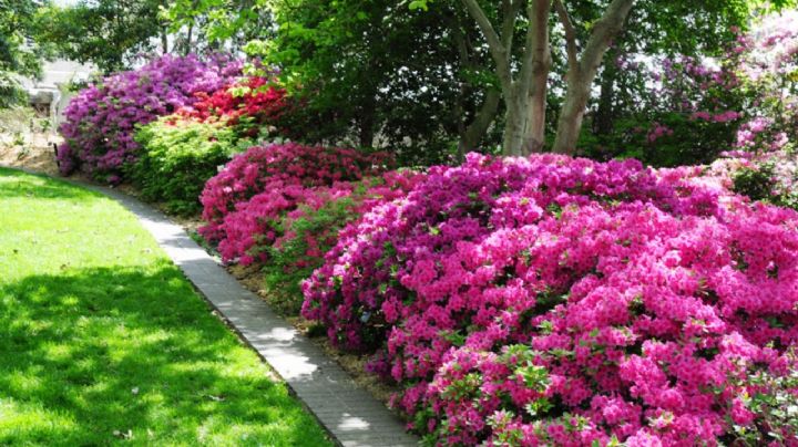 Rhododendron indicum o Azalea, una planta arbustiva que se adapta a todo tipo de climas