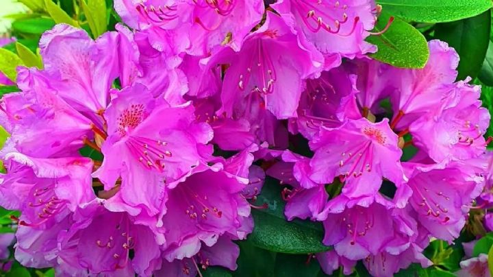 4 tipos de plantas azaleas y rododendros que se parecen mucho, pero son diferentes