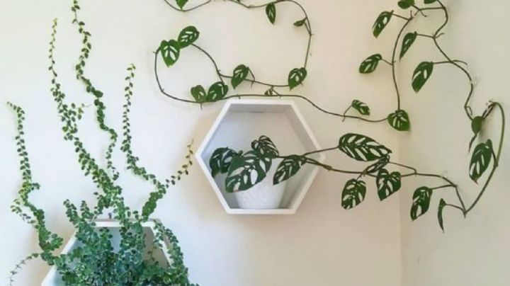 Feng Shui: 3 plantas que deberías erradicar del hogar porque atraen la mala suerte