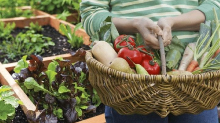 Huerta y jardín: éstos son los cultivos recomendados para el próximo mes de agosto