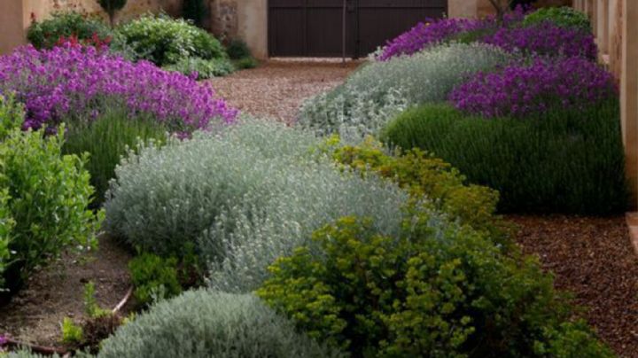 Descubre como lograr un jardín sustentable a través de la xerojardinería