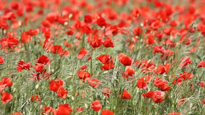 Amapola: una planta que te dará flores en el inicio de la primavera