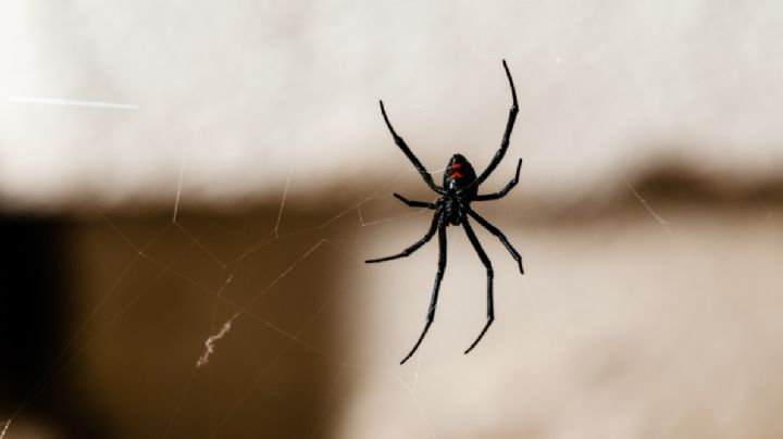Arañas del rincón, descubre donde crea sus escondites en tu casa