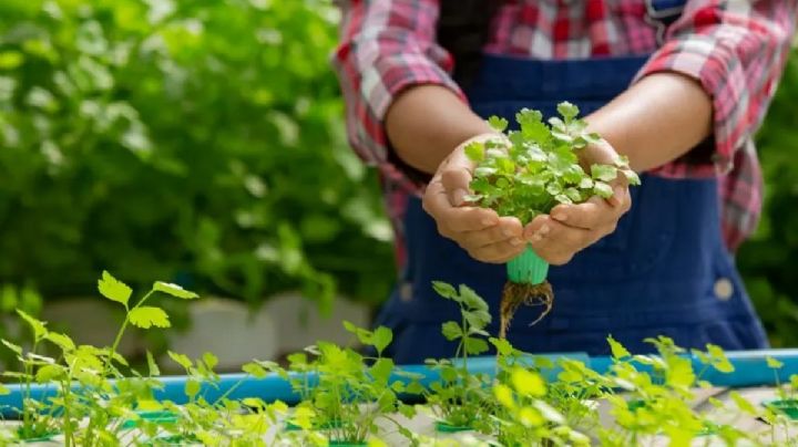 Aprende a cultivar plantas en agua con este método de hidroponia casero