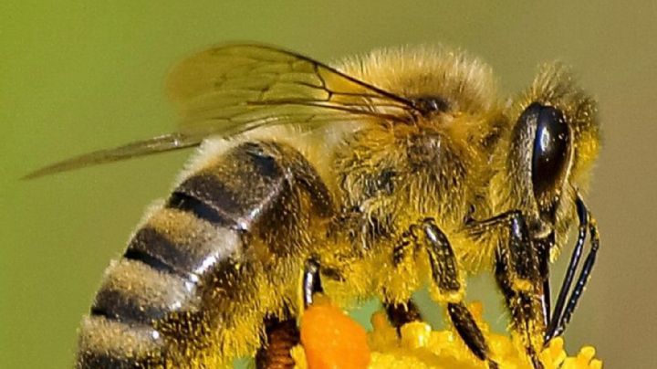 Qué significa que una abeja ingrese en mi casa a la noche