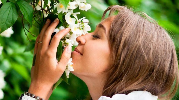 Estás son las 4 flores que mejor perfuman el ambiente según los expertos