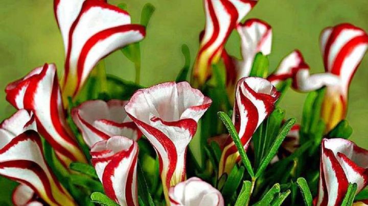 Oxalis versicolor: la planta sudafricana que parece un dulce navideño