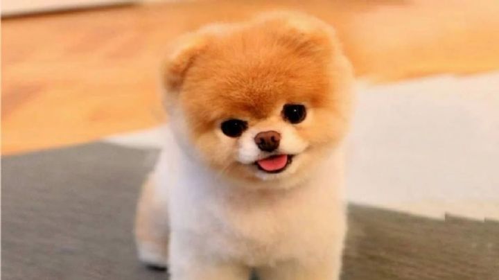 Pomerania mini toy, un perro tan pequeño y adorable que seguro querrás conocer
