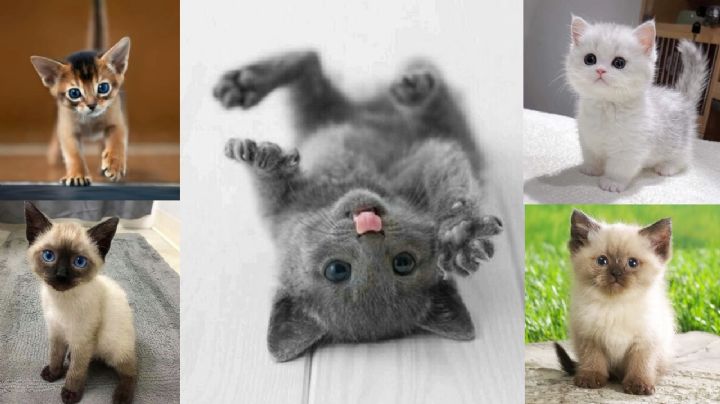 5 razas de gato con los cachorritos más tiernos y adorables del planeta