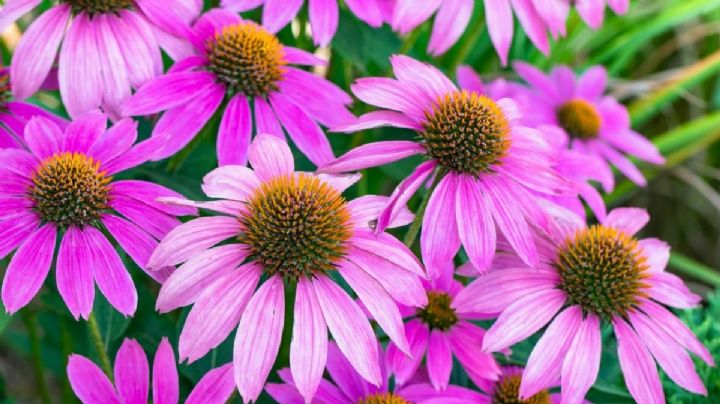 Echinacea purpurea, una planta vivaz de bellas flores, fácil de cuidar y tolerante a la sequía