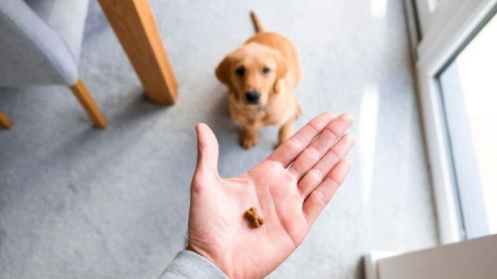 Prepara un snack casero para premiar a tu perro con esta receta