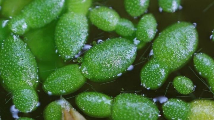 Wolffia angusta: características de la planta acuática con la flor más pequeña del mundo