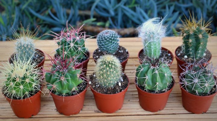 Mini cactus: 4 variedades en tamaño miniatura que se llevan todas las miradas