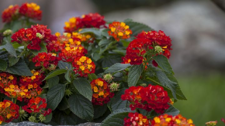 Lantana, una planta de hojas elípticas y diminutas flores que amarás tener en el jardín