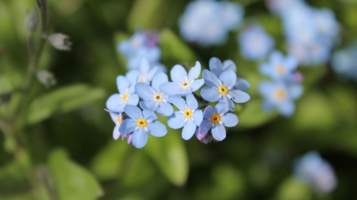 Myosotis Sylvatica: una planta poco exigente, bella y con diminutas flores