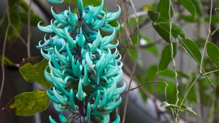 Strongylodon macrobotrys, la planta trepadora perenne con una de las flores más raras del mundo