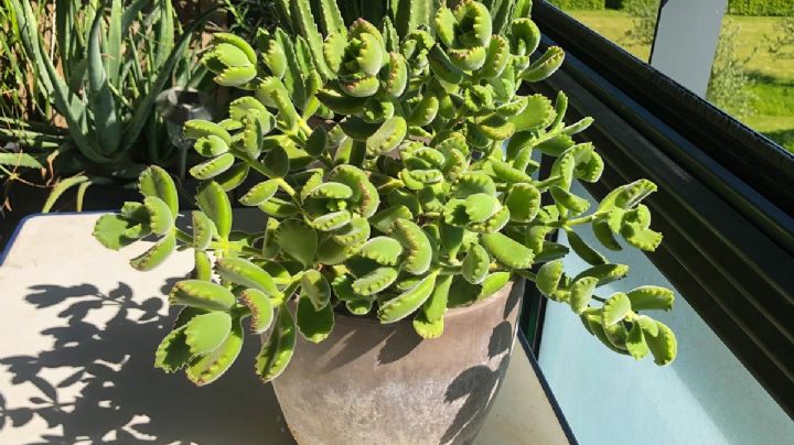 Cotyledon tomentosa, el secreto de los jardineros para reproducir esta suculenta con éxito