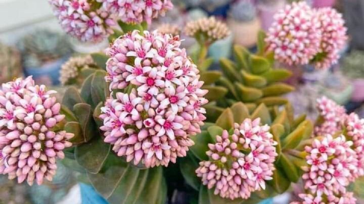 Crassula springtime, una adorable suculenta con flores que seguro querrás tener en tu jardín