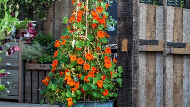 Nasturtium, una planta trepadora con flores que embellecen el jardín y enriquecen las comidas