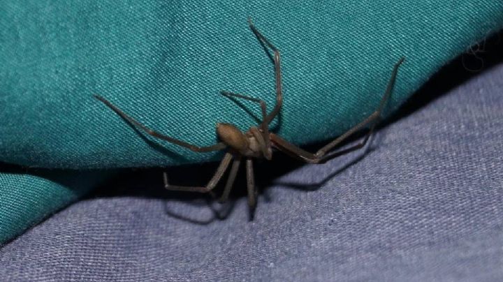 Por qué las arañas se sienten atraídas de entrar a tu hogar