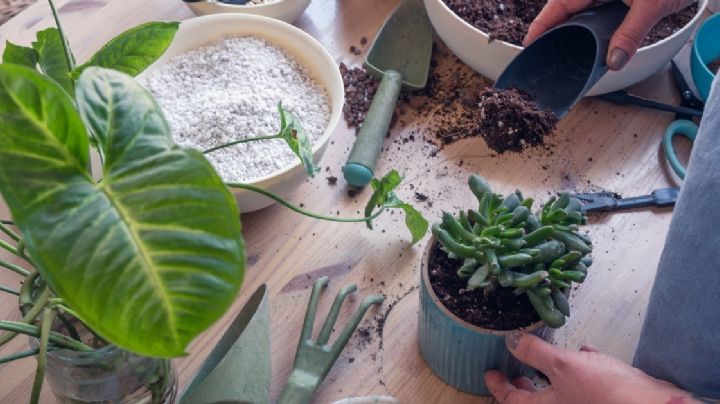 Crea un potente fertilizante casero para tus suculentas con un solo ingrediente de tu cocina