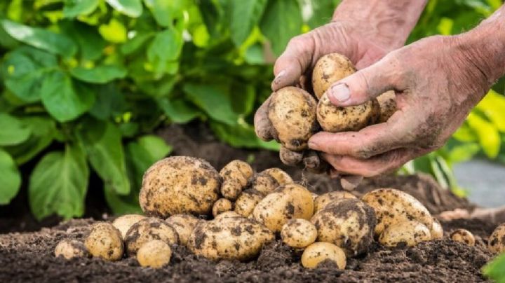 Huerta urbana: con esta simple técnica aprende a sembrar papa en bolsa