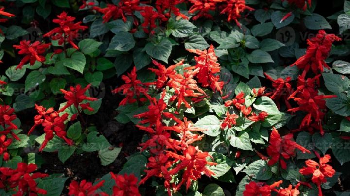 Salvia Escarlata: una planta de alto valor ornamental que seguro querrás en tu jardín