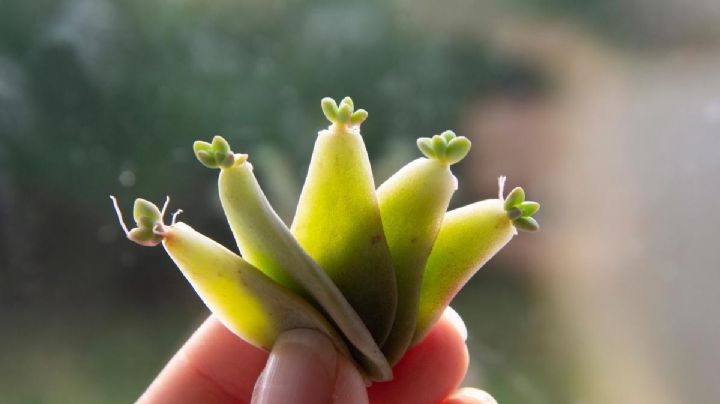 De hojas a plantas: el método innovador para reproducir suculentas en agua que sí funciona