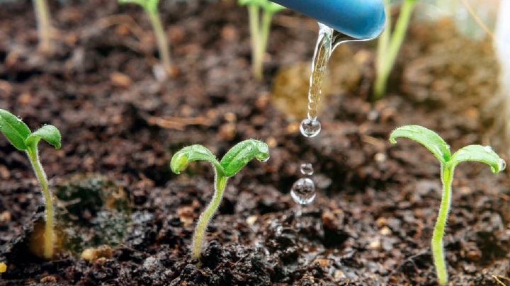 Crea un sistema de riego por goteo para las plantas de tu jardín con materiales reciclables