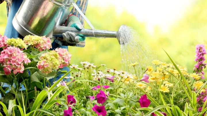 Esto es todo lo que debes saber para darle un riego adecuado a tus plantas