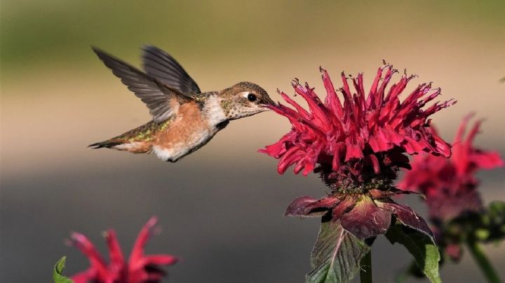 Se acerca la primavera y te contamos cuales son las 7 plantas que mas atraen a los colibríes
