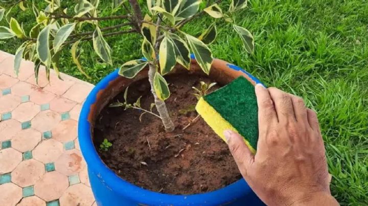 No lo tires, transforma tus viejas esponjas de cocina en oro para tus plantas